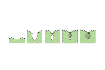 Limbe – Sinus pétiolaire