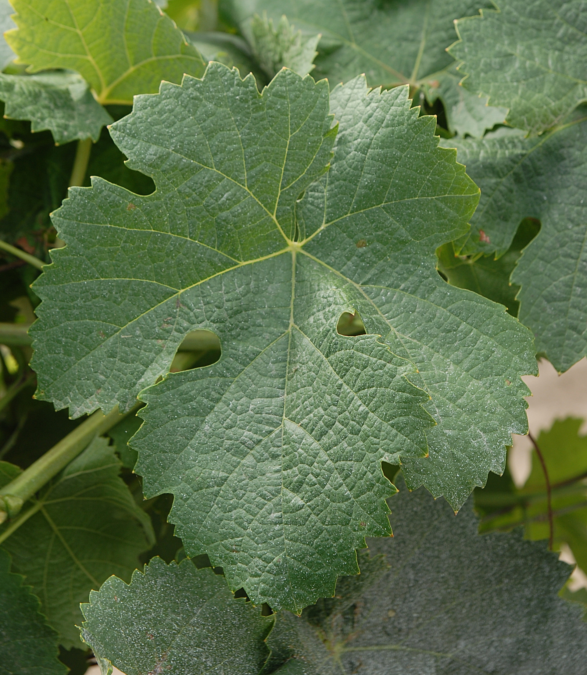 Fuella nera