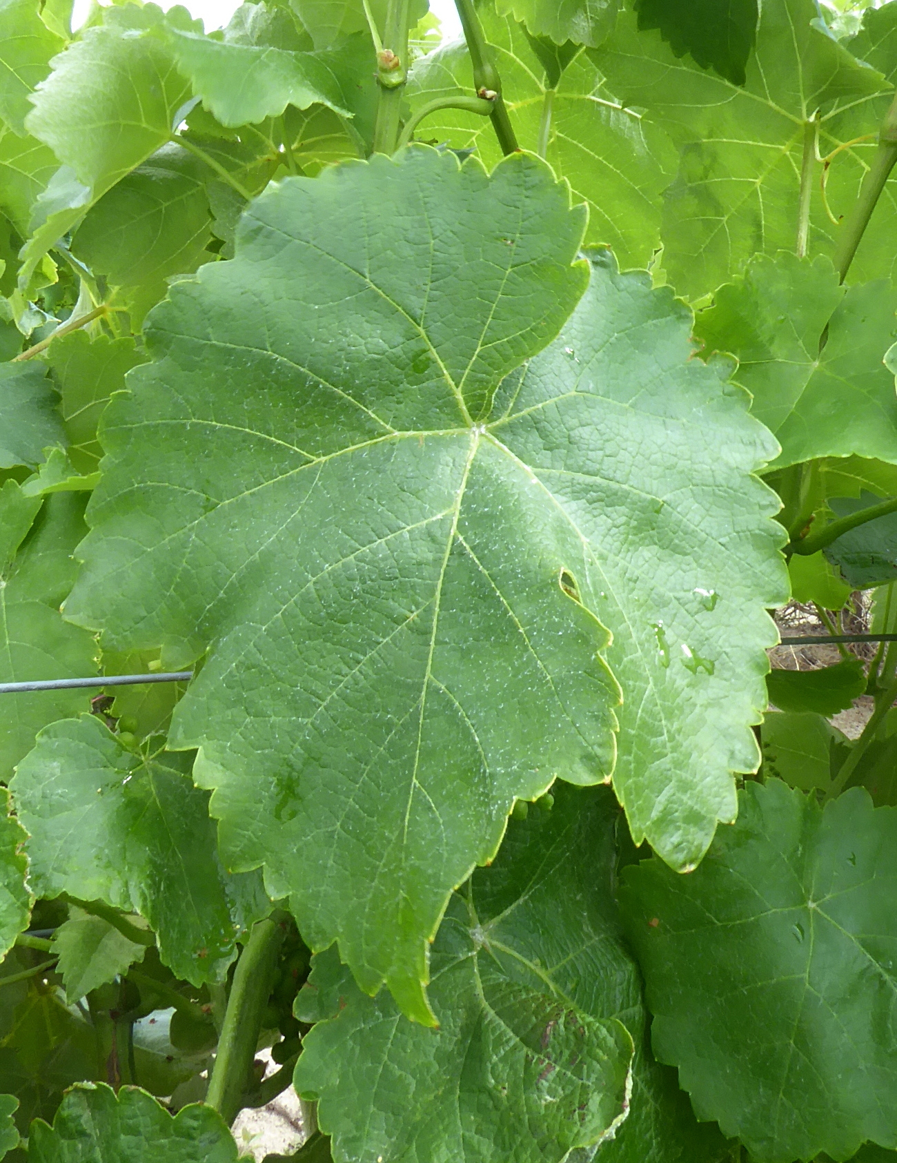 Feuille