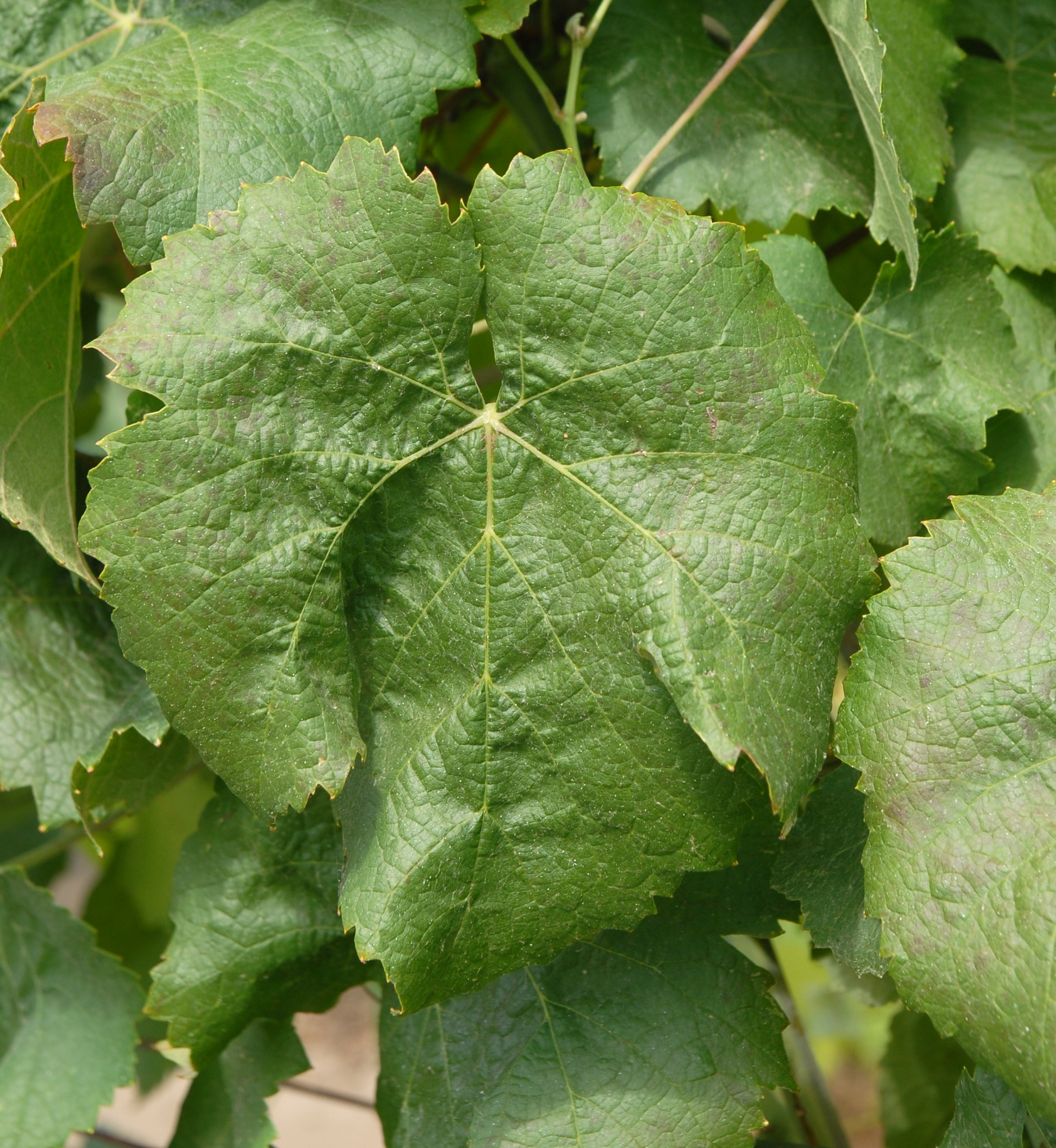 Feuille