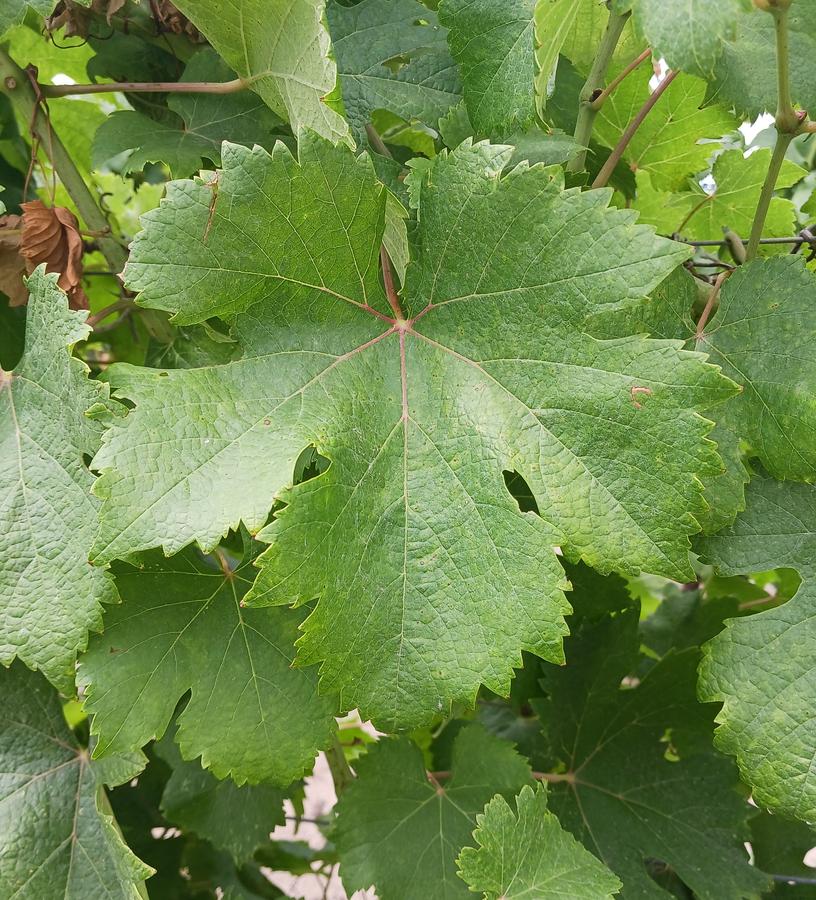 Feuille
