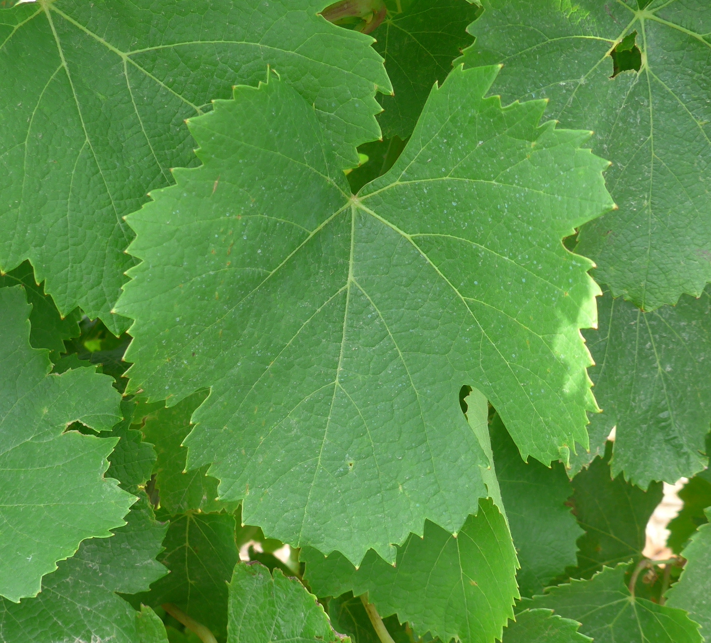 Feuille