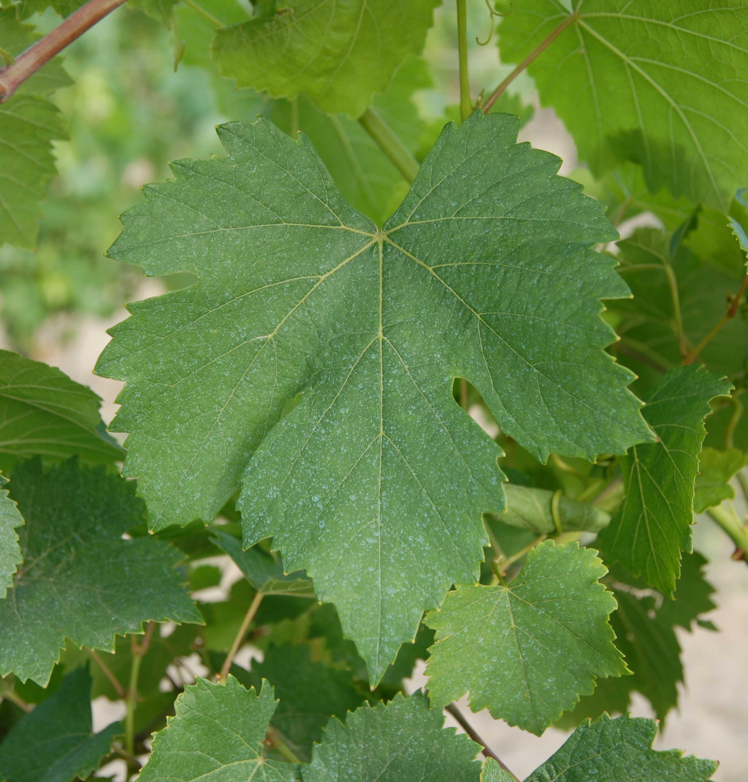 Feuille