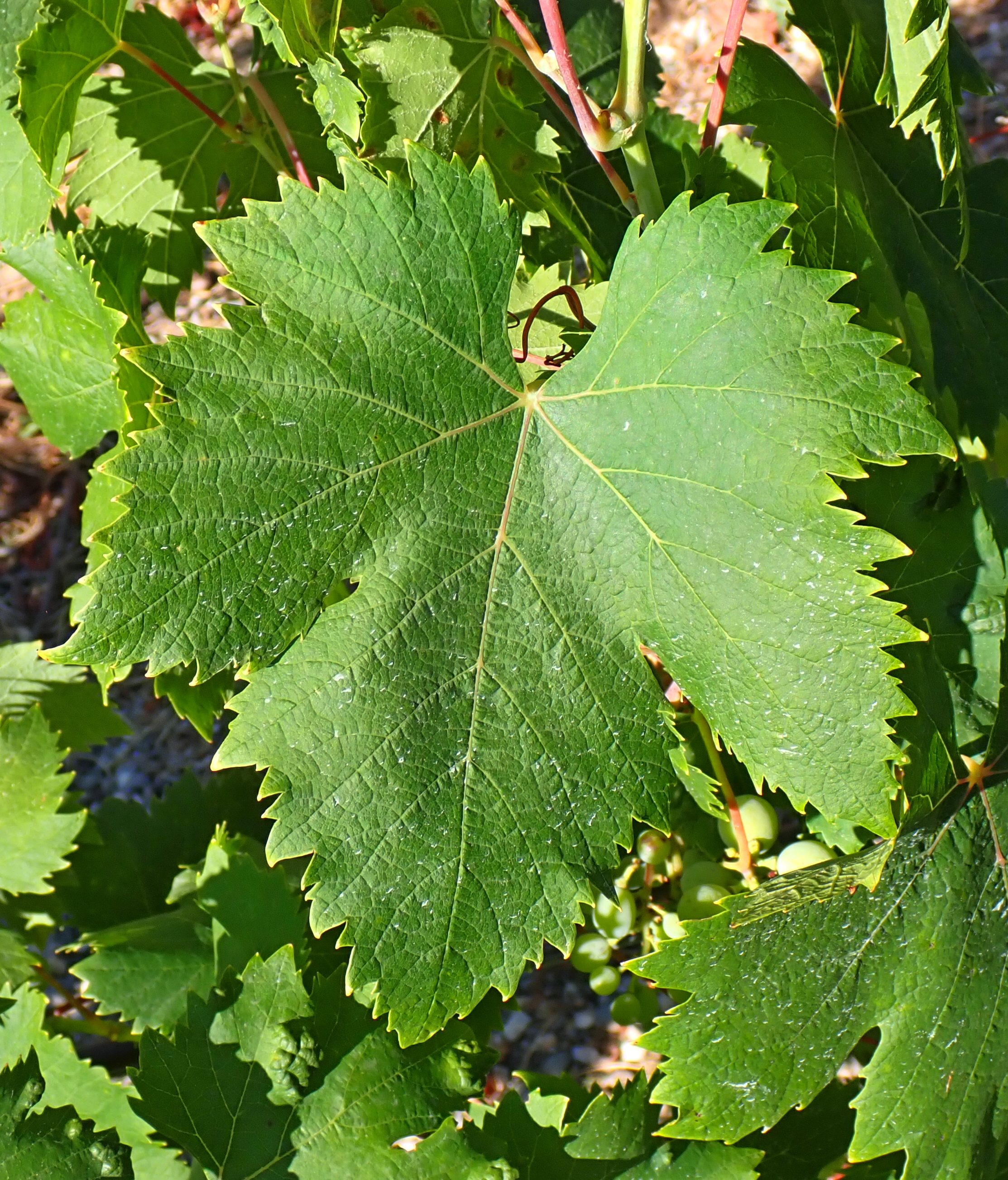 Bourgeonnement