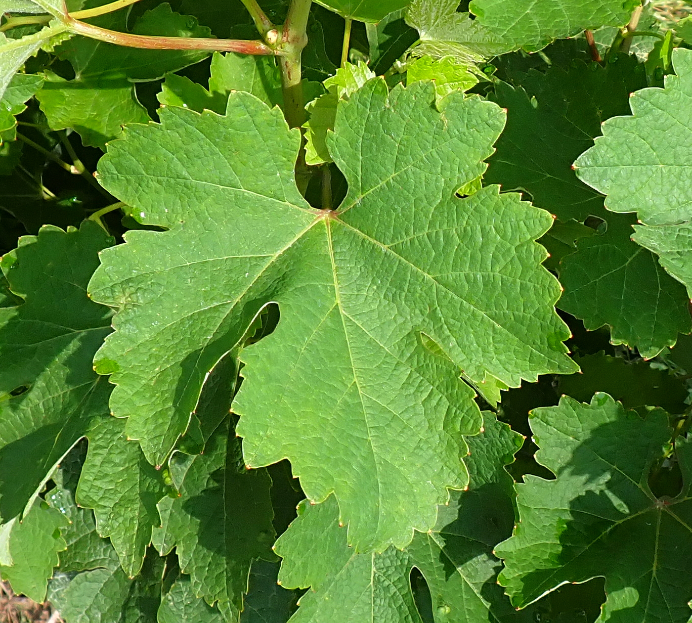 Feuille