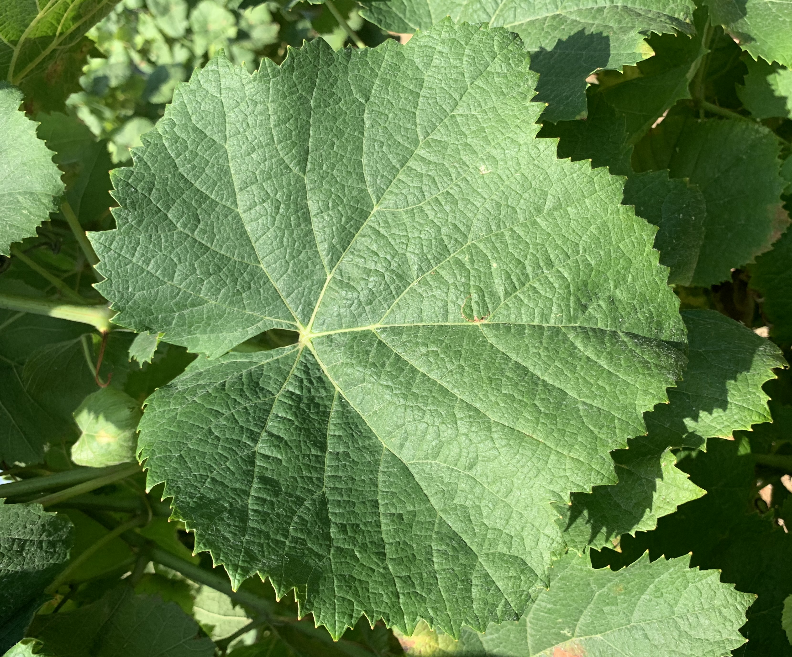 Feuille