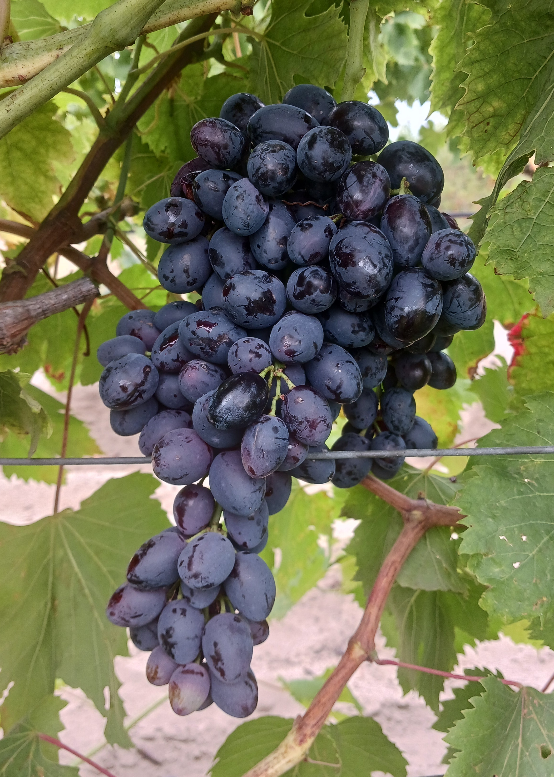 Grappe