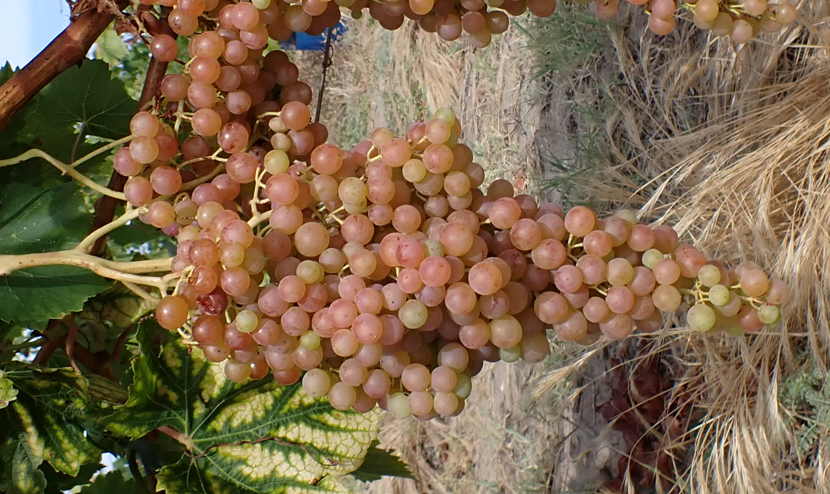 Bourgeonnement