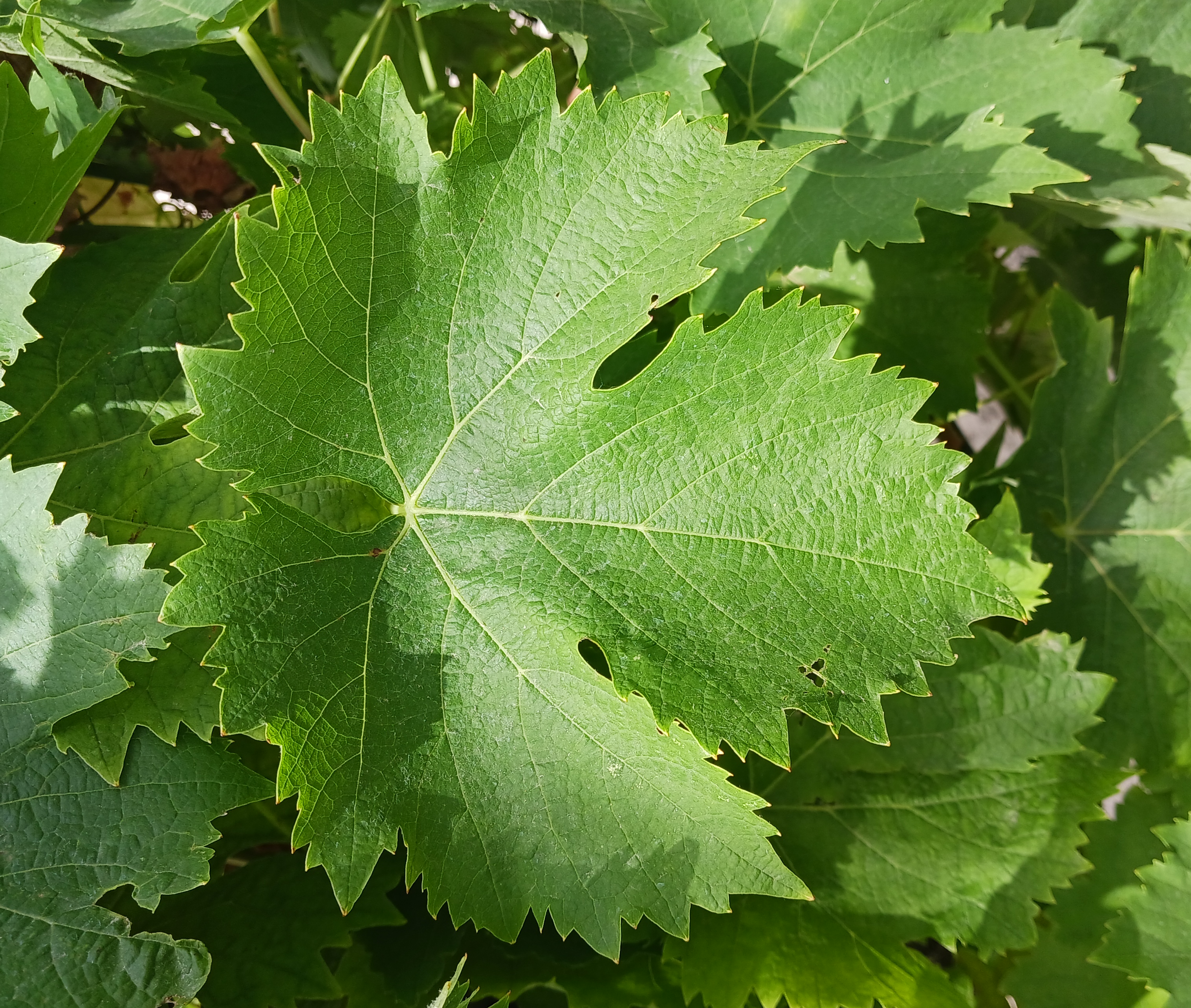 Feuille