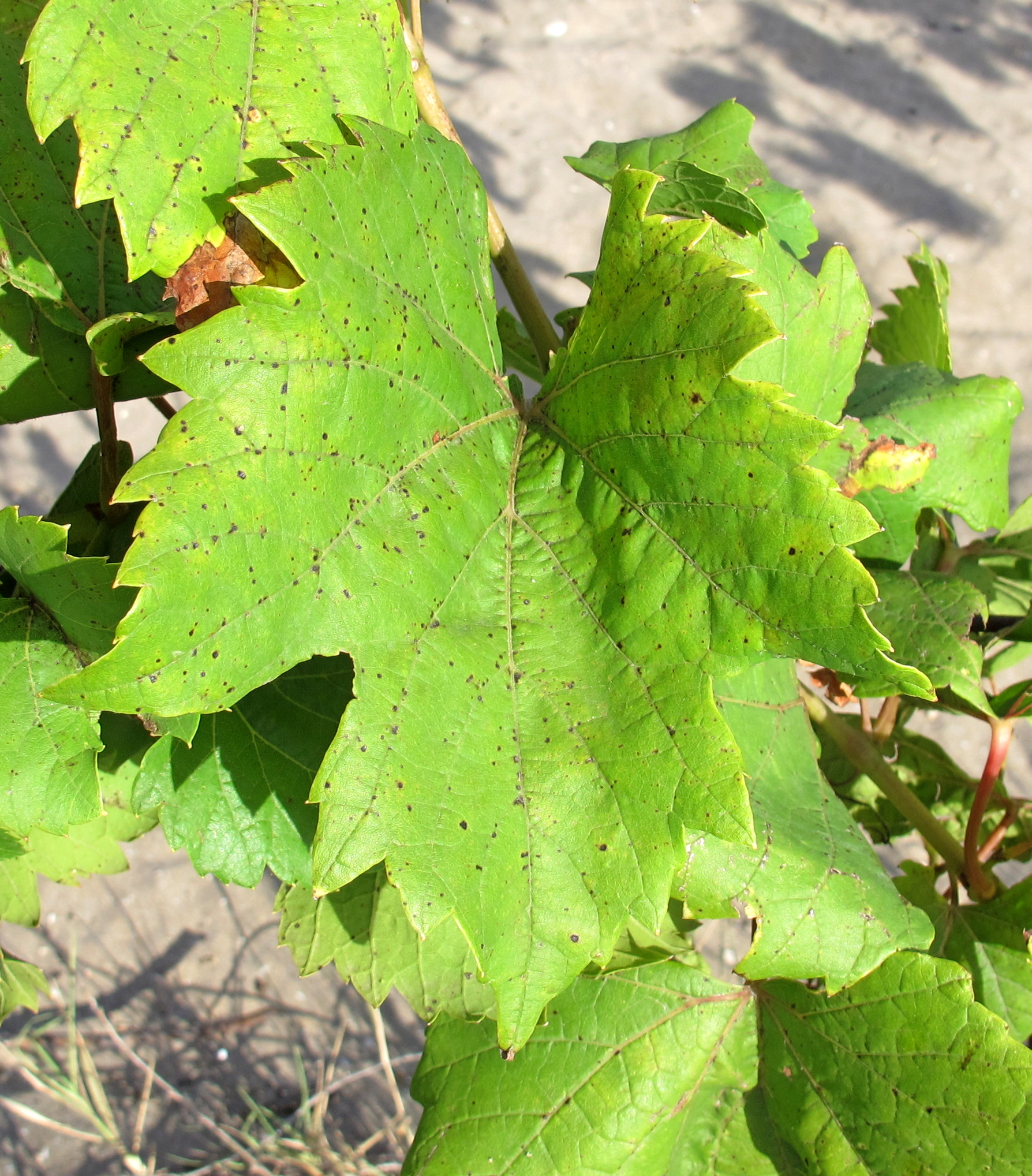 Feuille