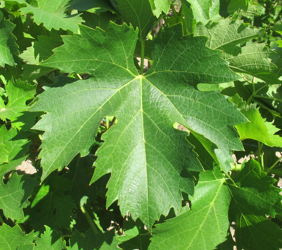 Feuille