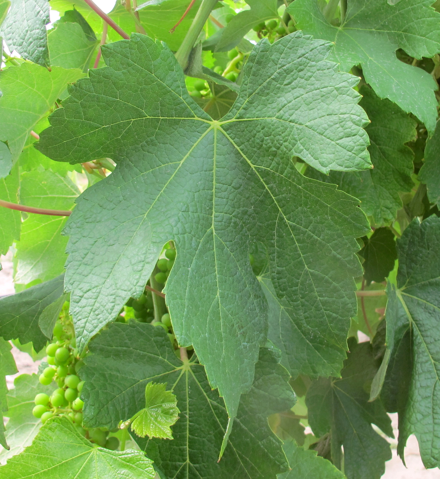 Feuille
