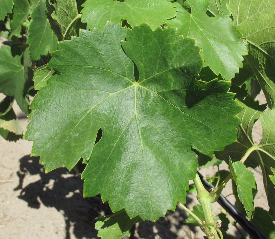 Feuille