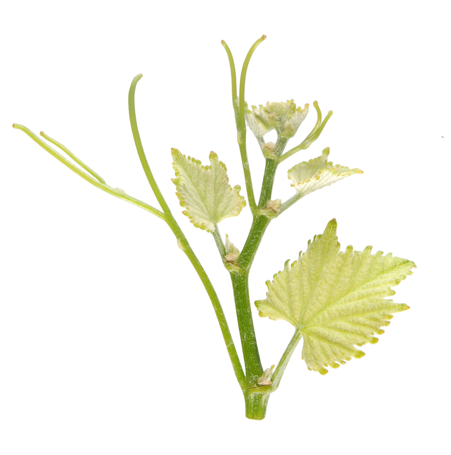 Apex