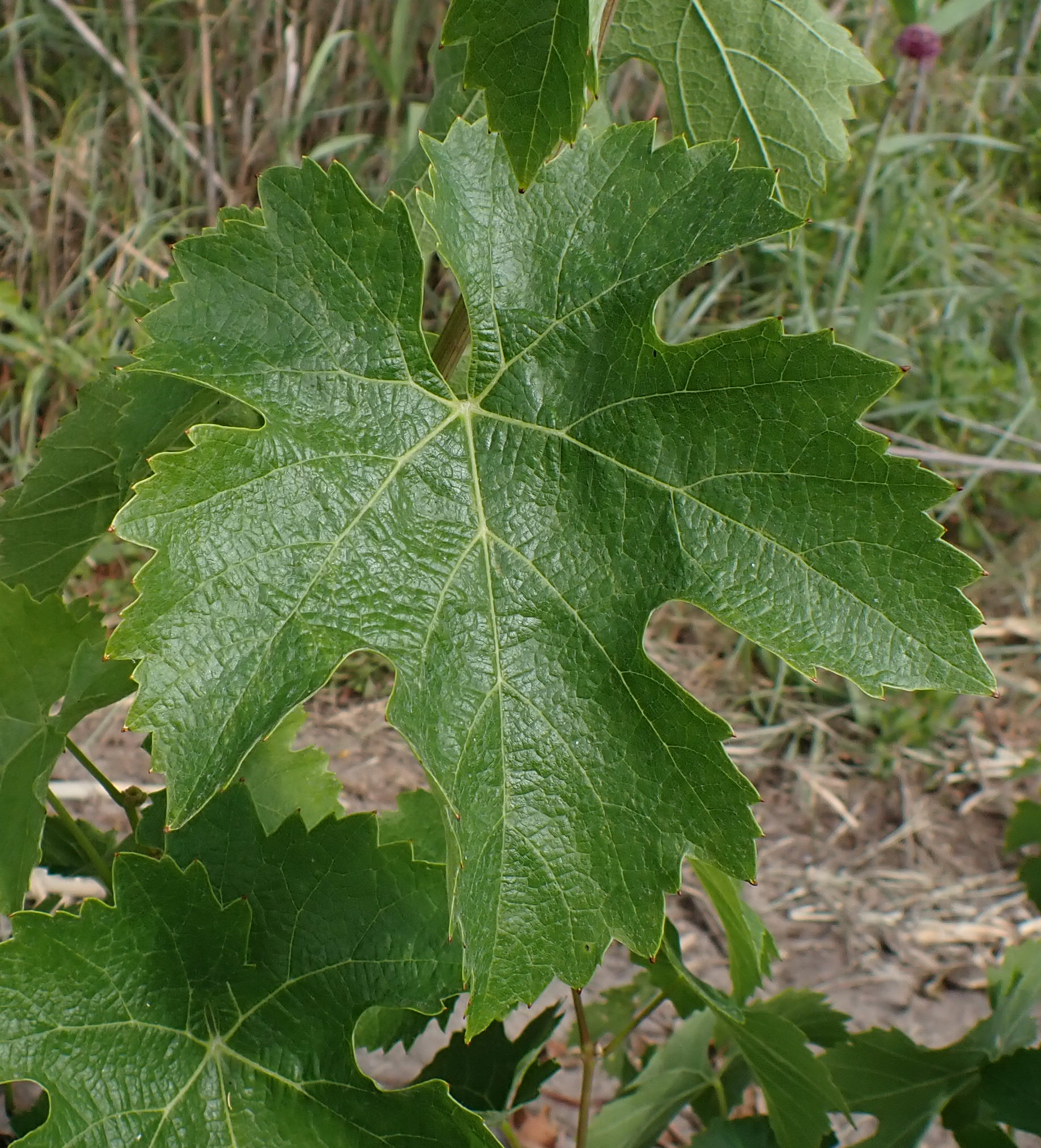 Feuille