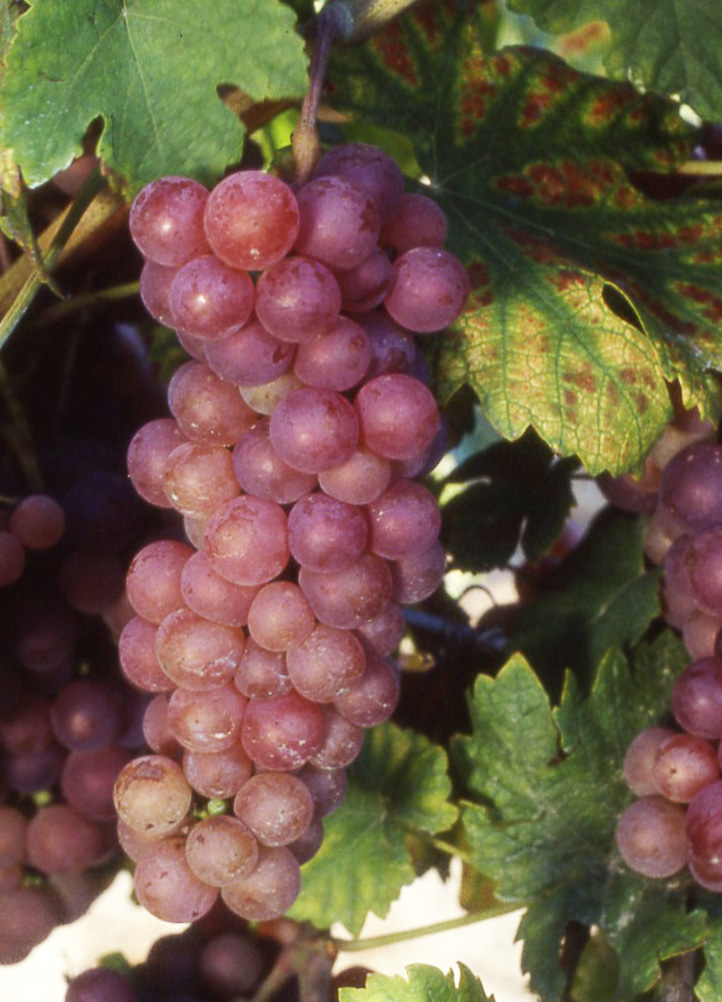 Chasselas rose