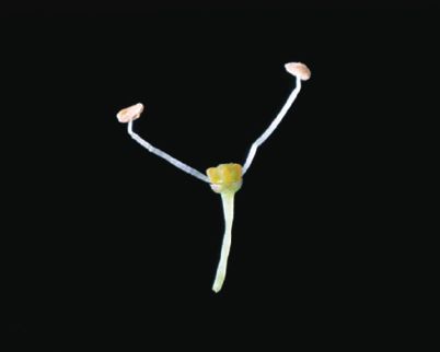 Fleur