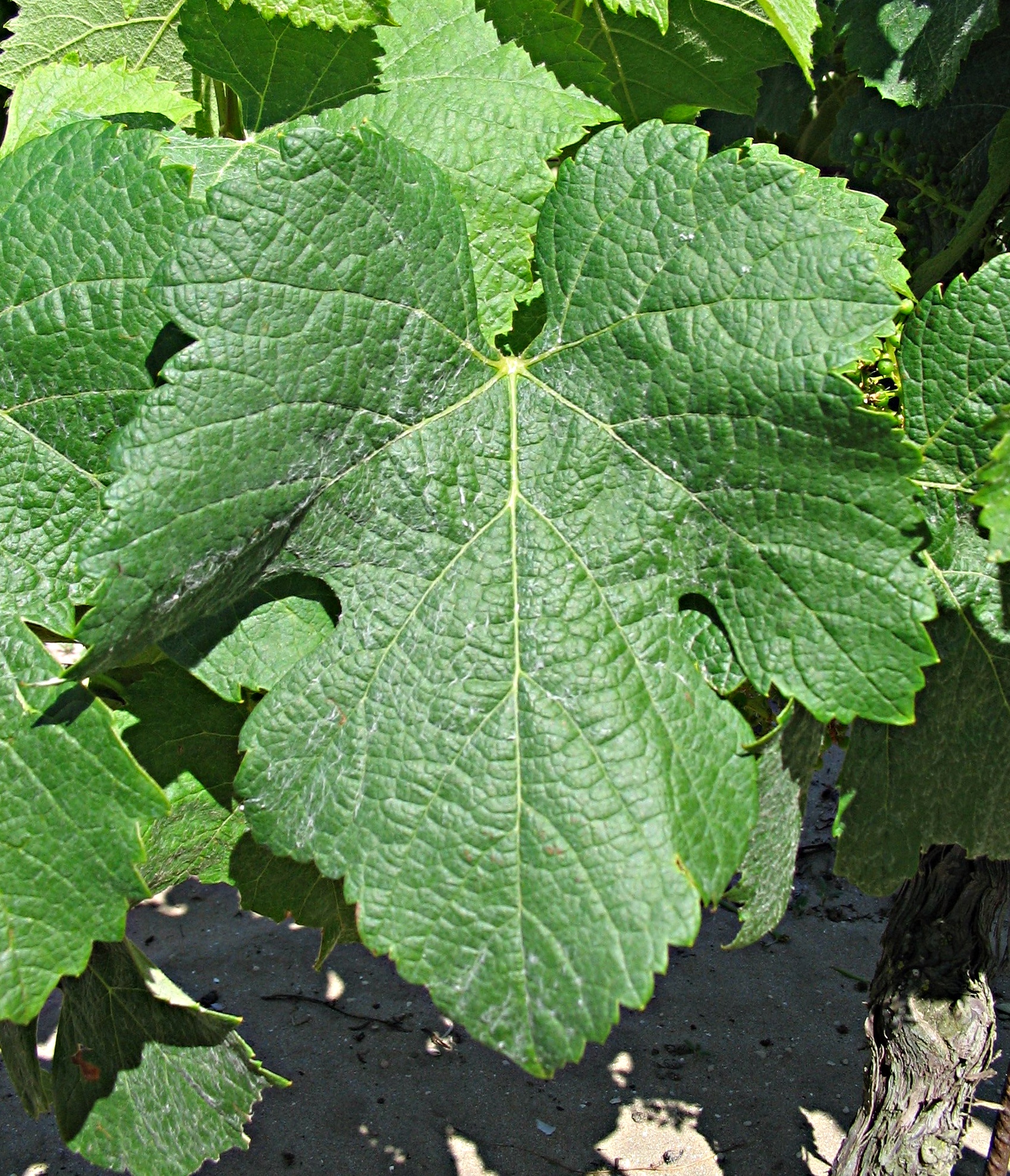 Feuille