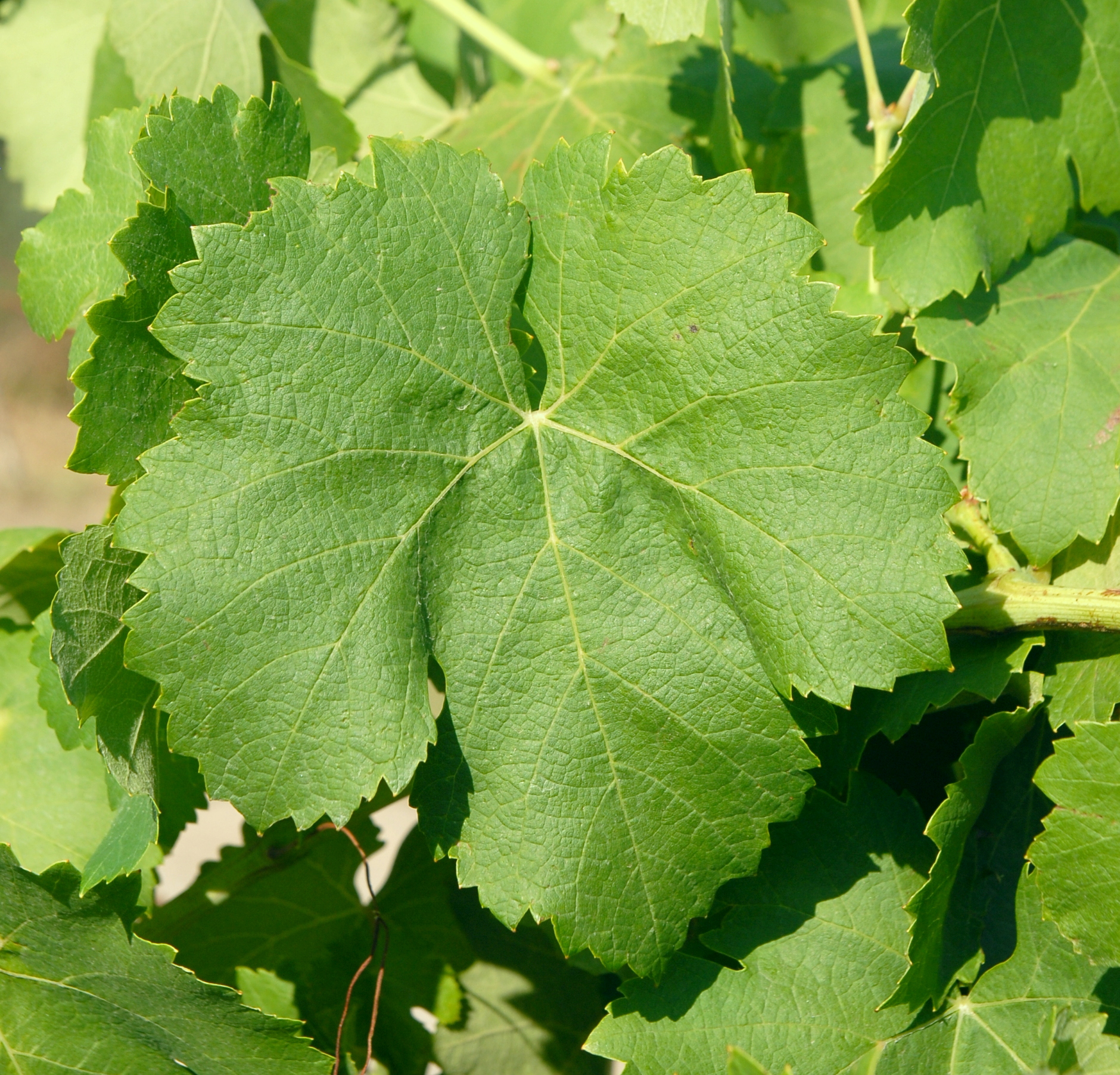 Feuille